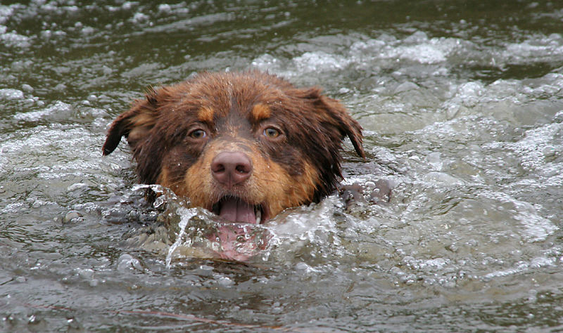 Nochmals ein gemeiner Quellwasserspeierhund..... oder so........