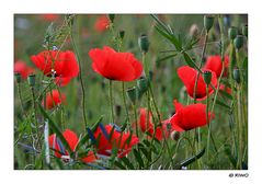 nochmals ein Mohn Foto.....