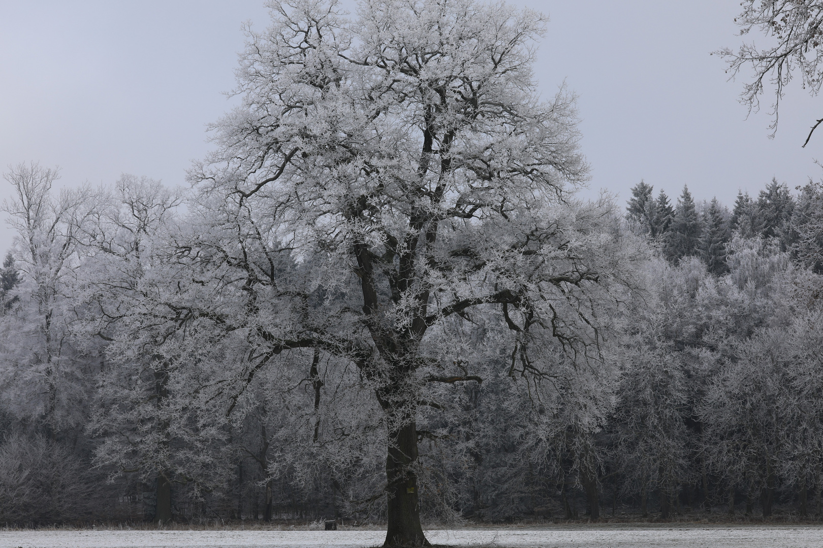 Nochmals ein Winterbild