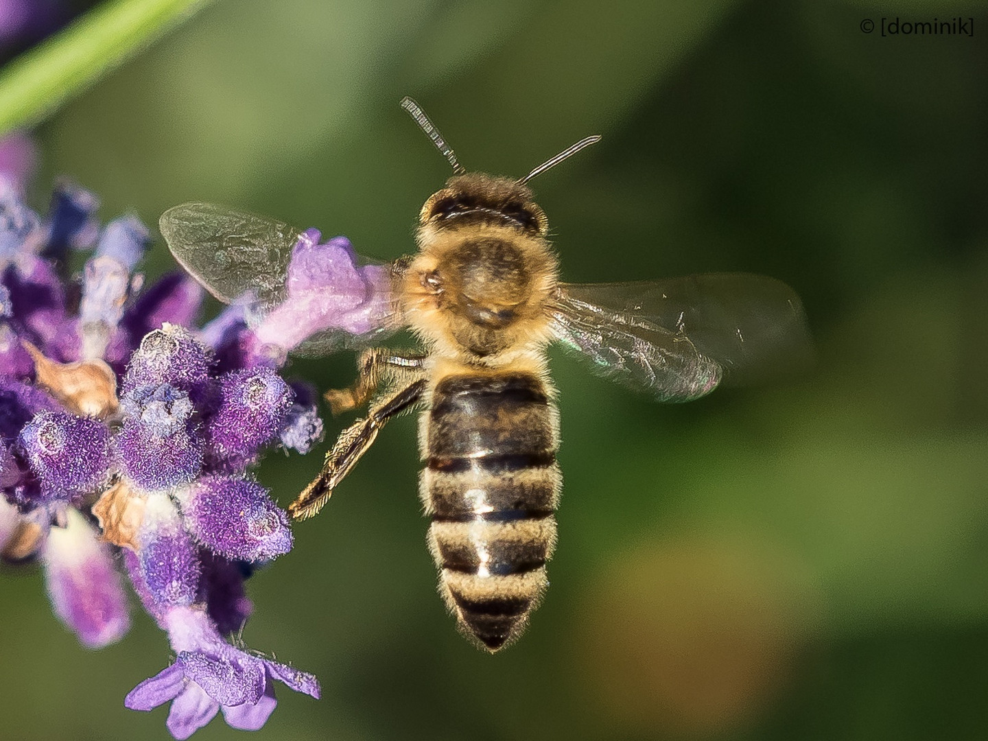 nochmals eine Biene - im Flug