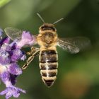 nochmals eine Biene - im Flug