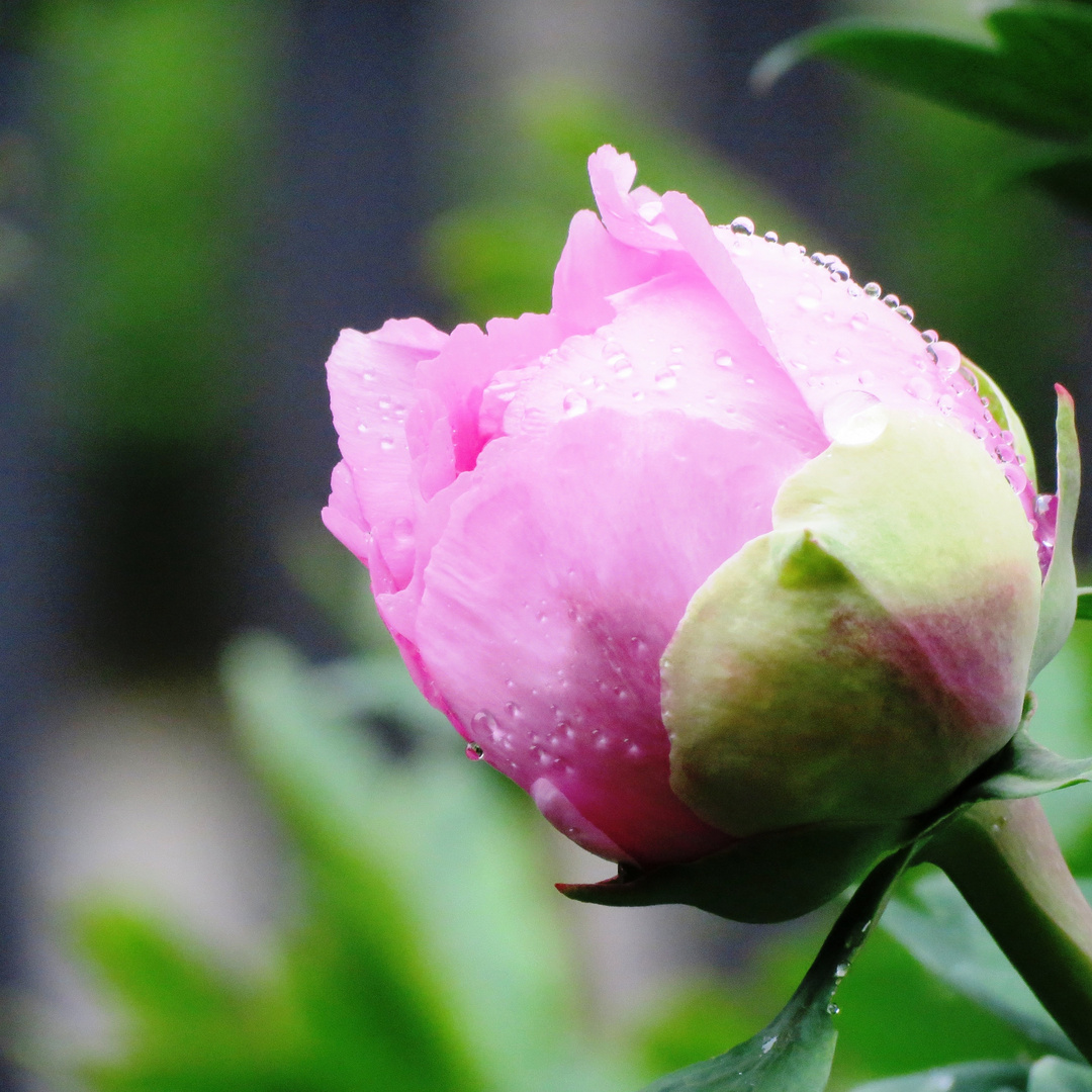 Nochmals eine Knospe der Paeonia