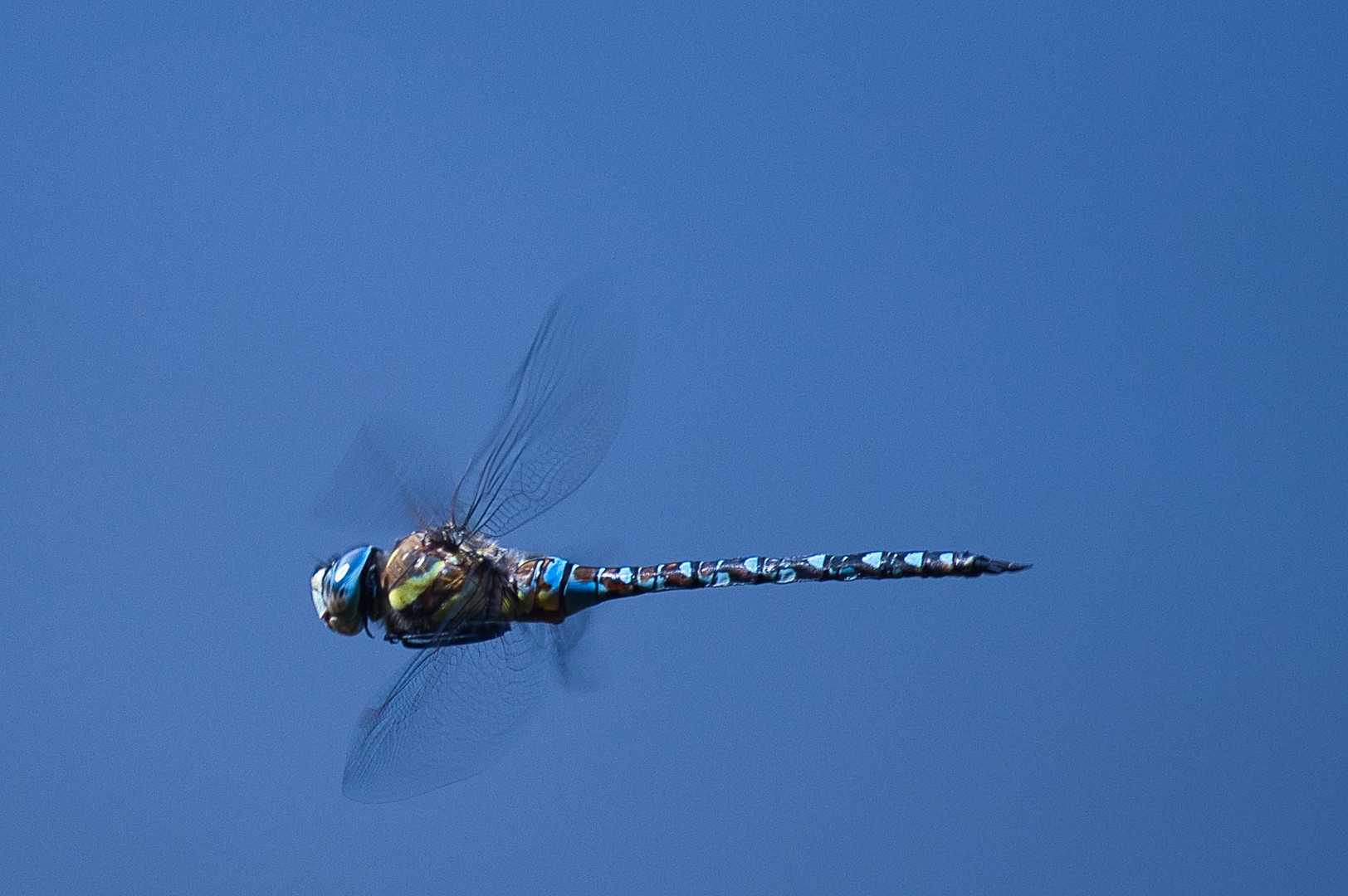 Nochmals eine Libelle im Flug