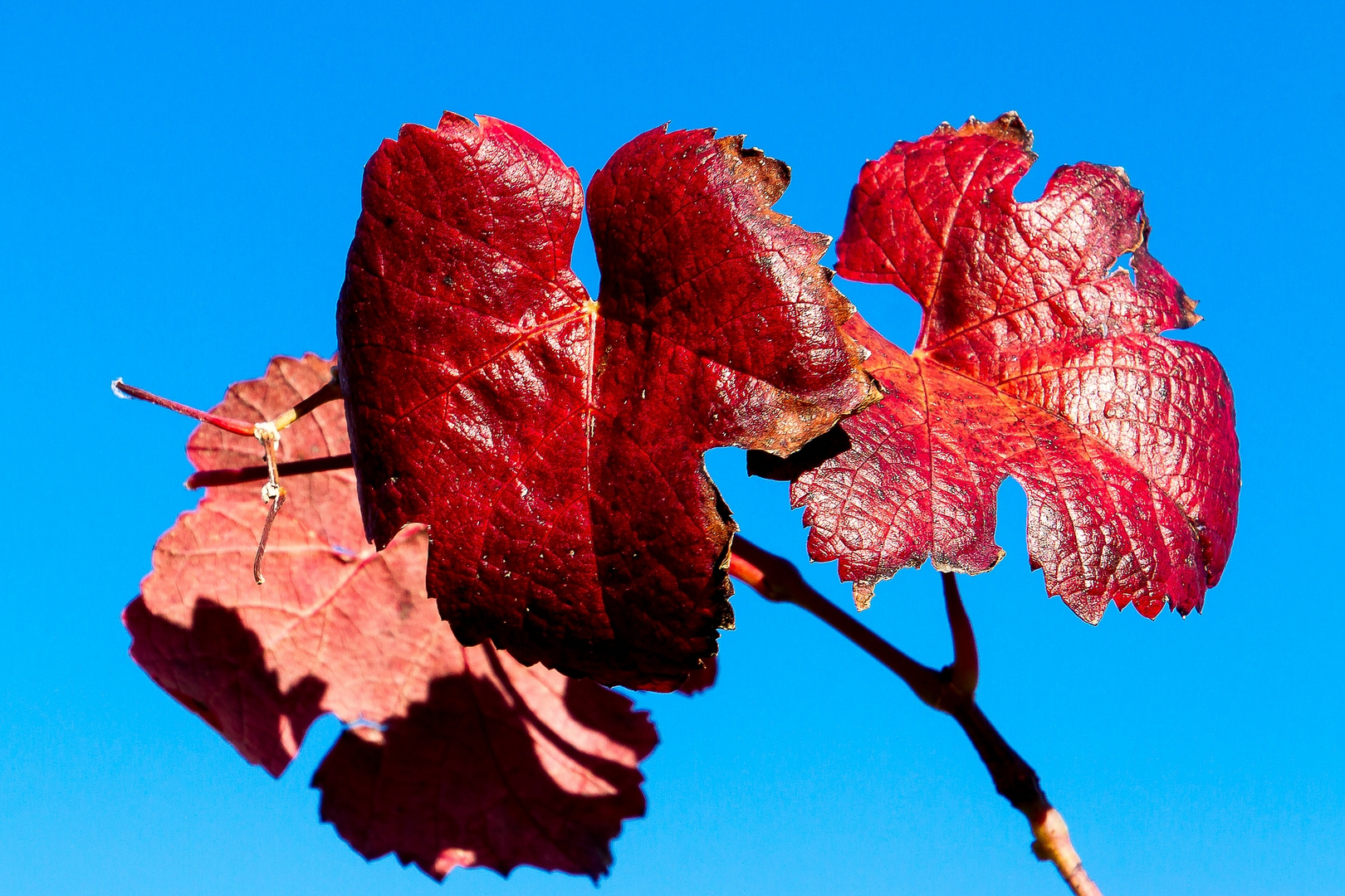 Nochmals etwas Herbstliches