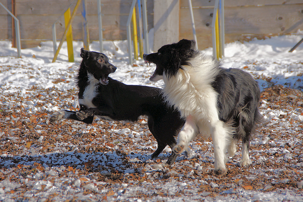 Nochmals Gremmy und Dwayne beim Spiel