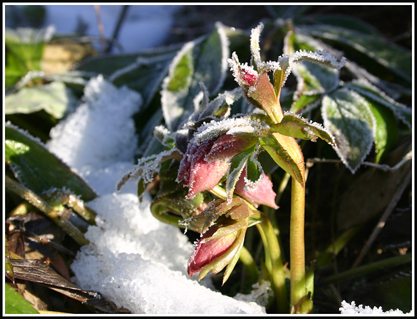 nochmals Helleborus hybr