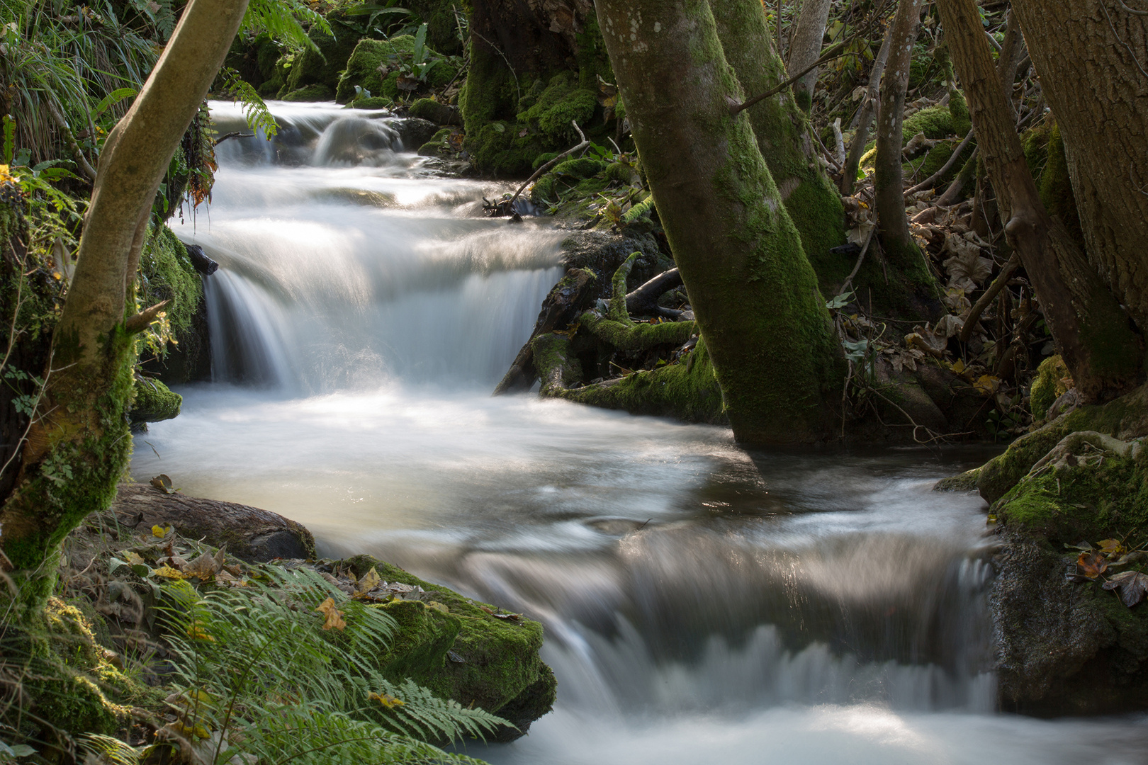 Nochmals in Wasseramsel's Revier