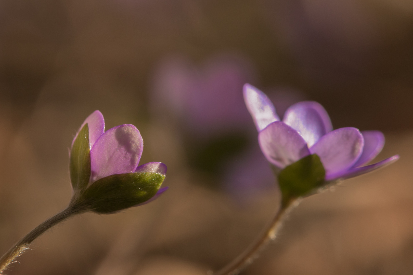 Nochmals Leberblümchen