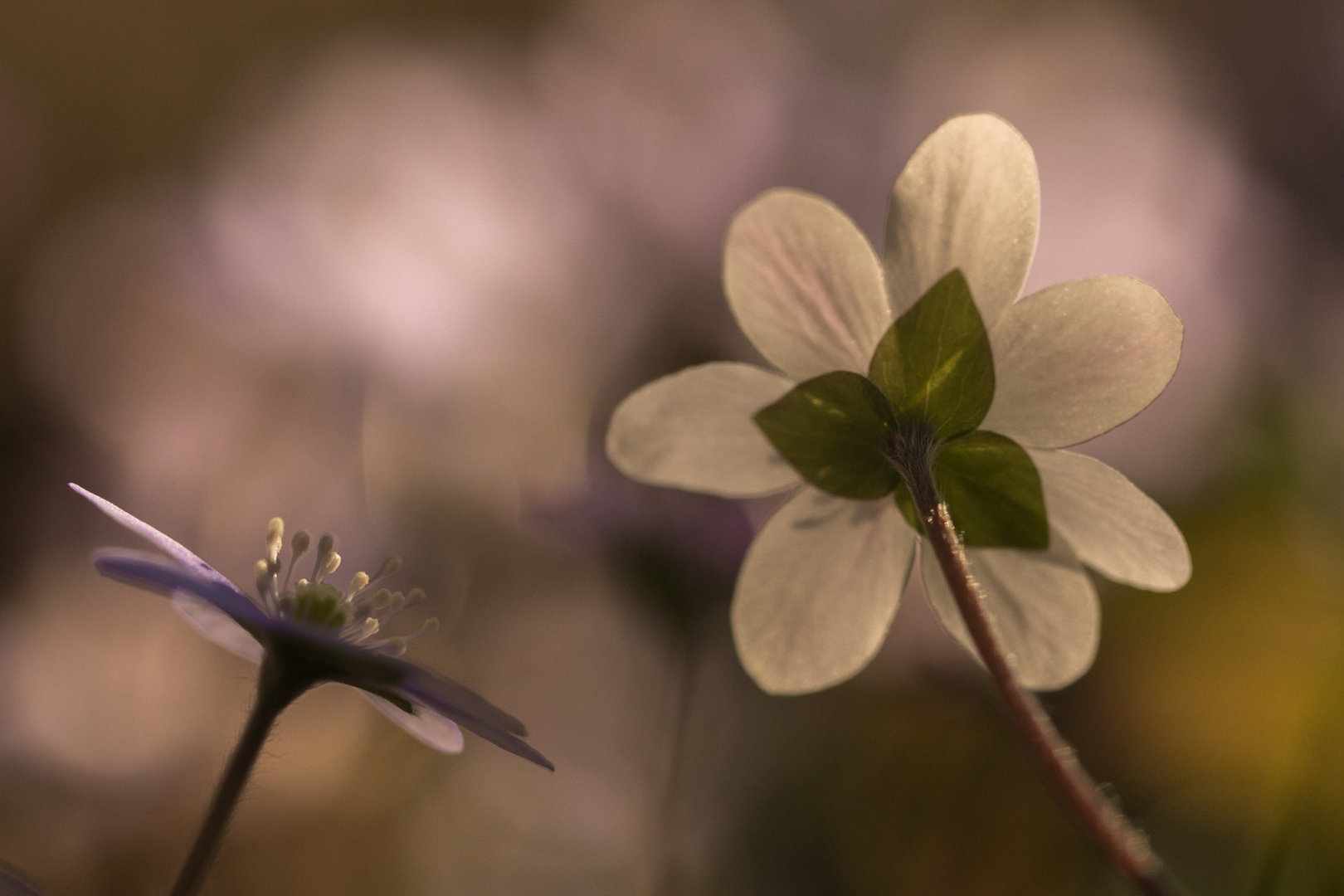 Nochmals Leberblümchen