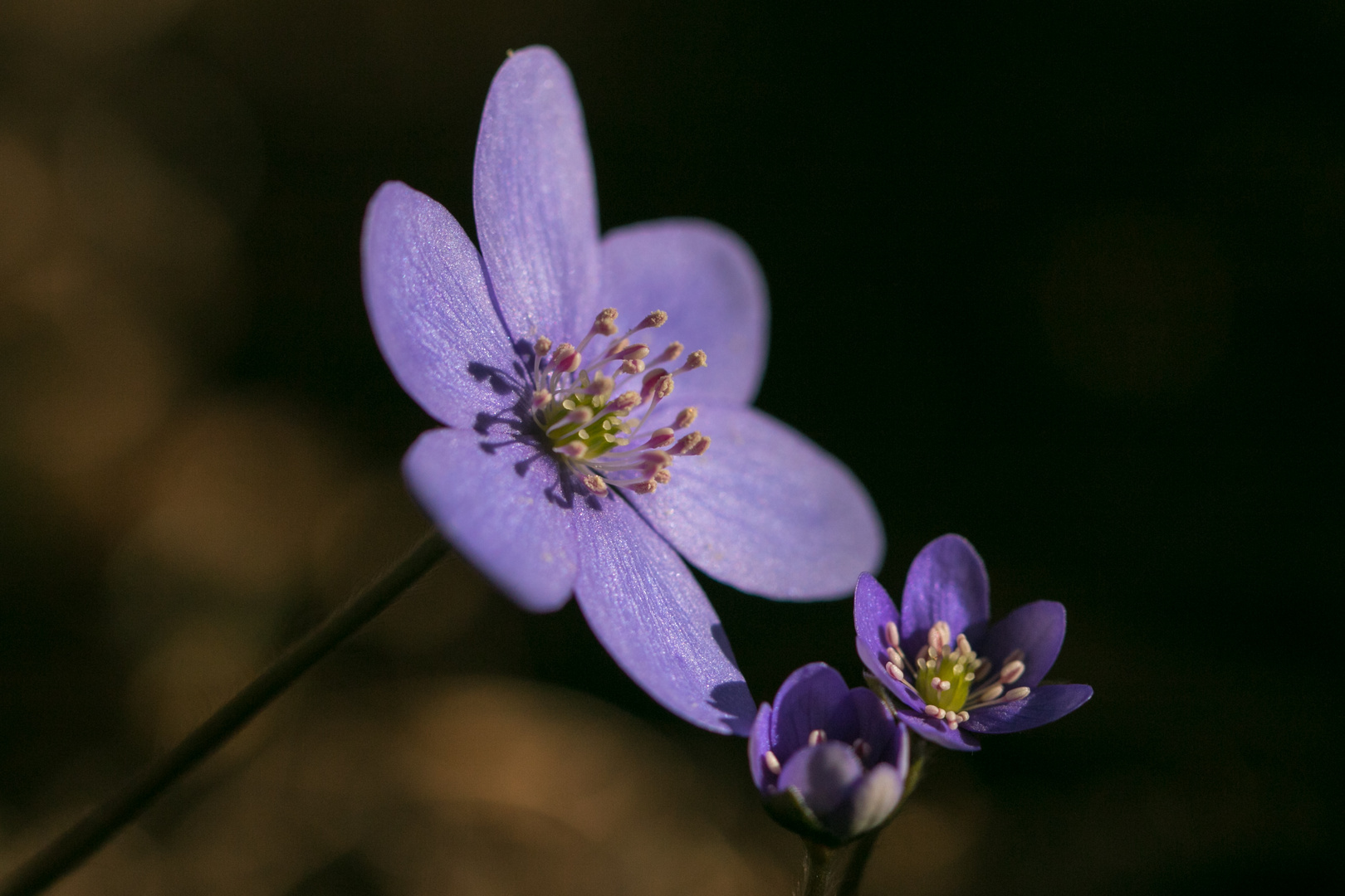 Nochmals Leberblümchen