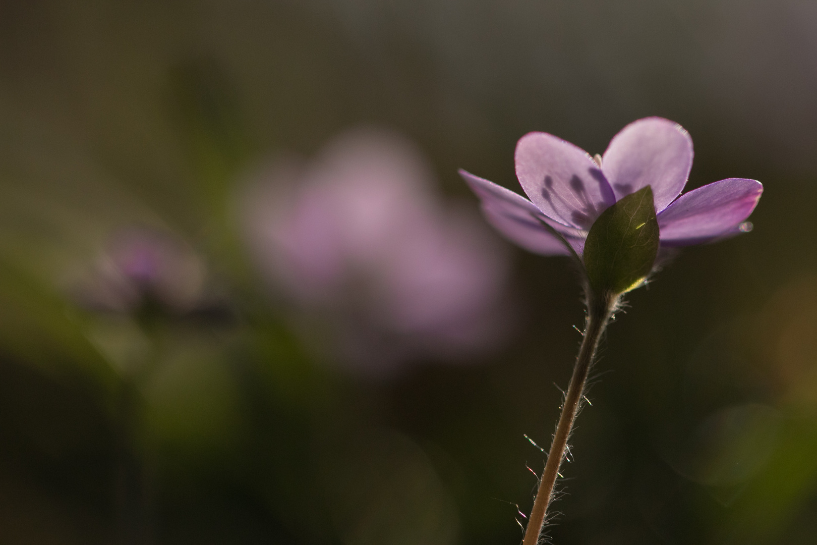 Nochmals Leberblümchen