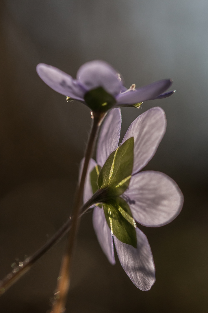 Nochmals Leberblümchen