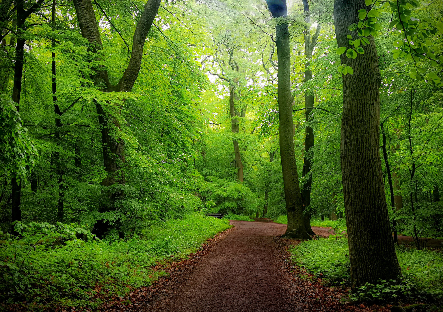 Nochmals Maienwald im Regen