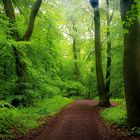 Nochmals Maienwald im Regen