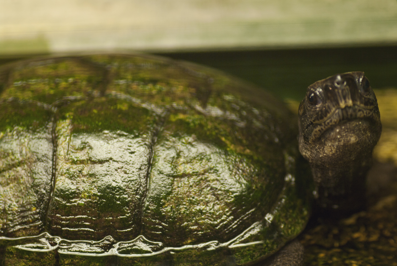 Nochmals: Malaiische Dornschildkröte - fotografiert in der Reptiliensammlung von Neu-Ulm