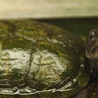 Nochmals: Malaiische Dornschildkröte - fotografiert in der Reptiliensammlung von Neu-Ulm