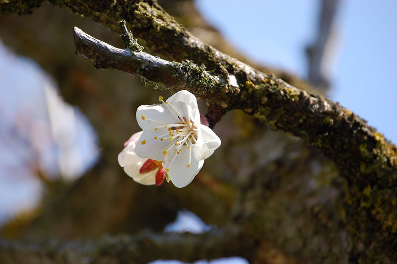 Nochmals Marillenblüte....