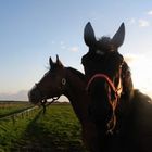 nochmals neu in größer - Urlaub mit Pferd auf Sylt