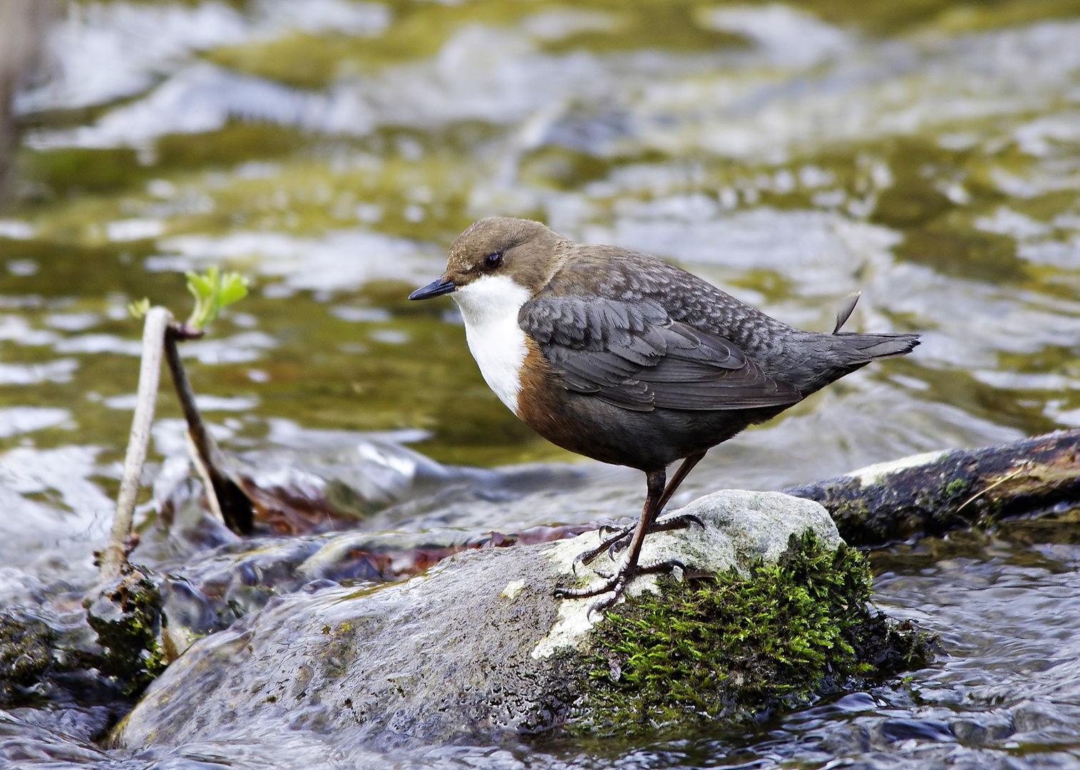 Nochmals Wasseramsel - diesmal in ihrem typischen Habitat