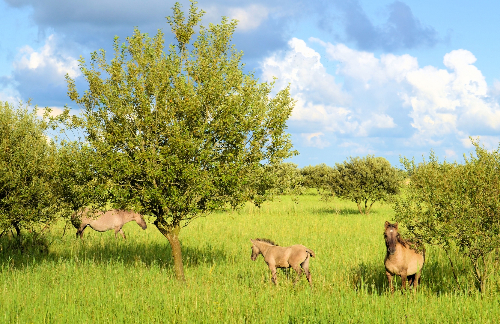 nochmals Wildpferde bei Büsum