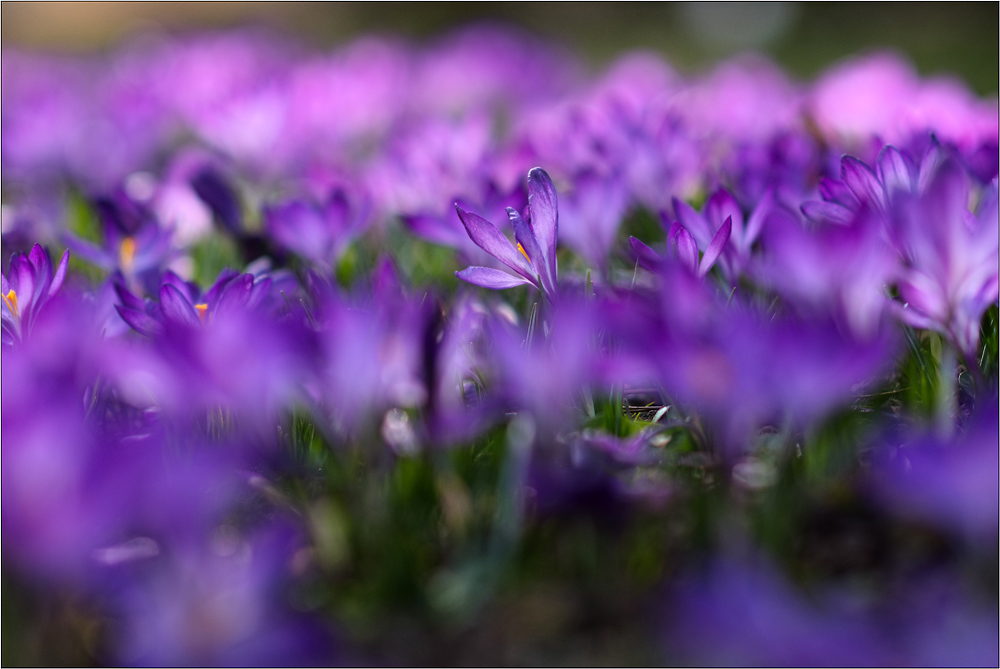 Nochmehr Blümchen