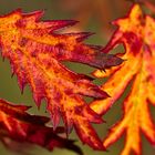 nochmehr bunte Herbstfarben