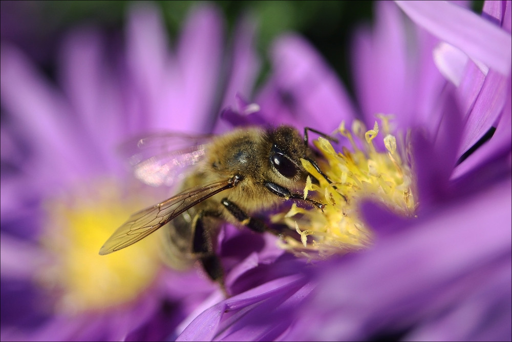 nochn bienchen