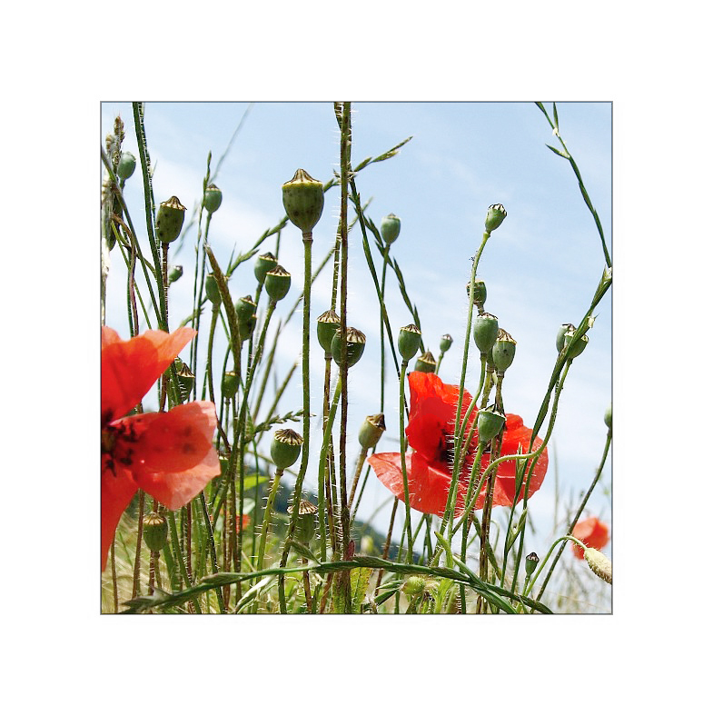 --- nochn bissel mohn ---