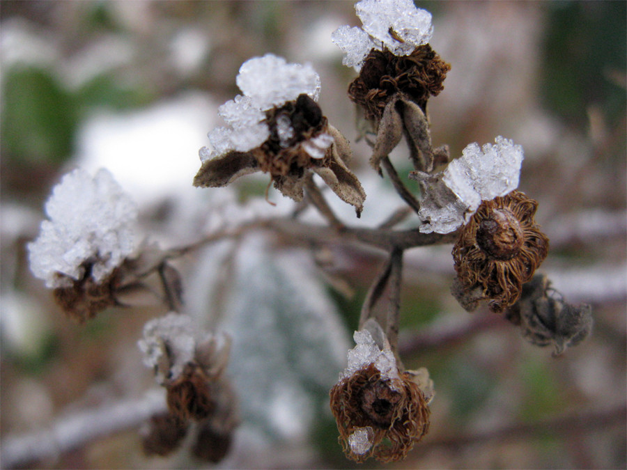 Nochn bissel Winter