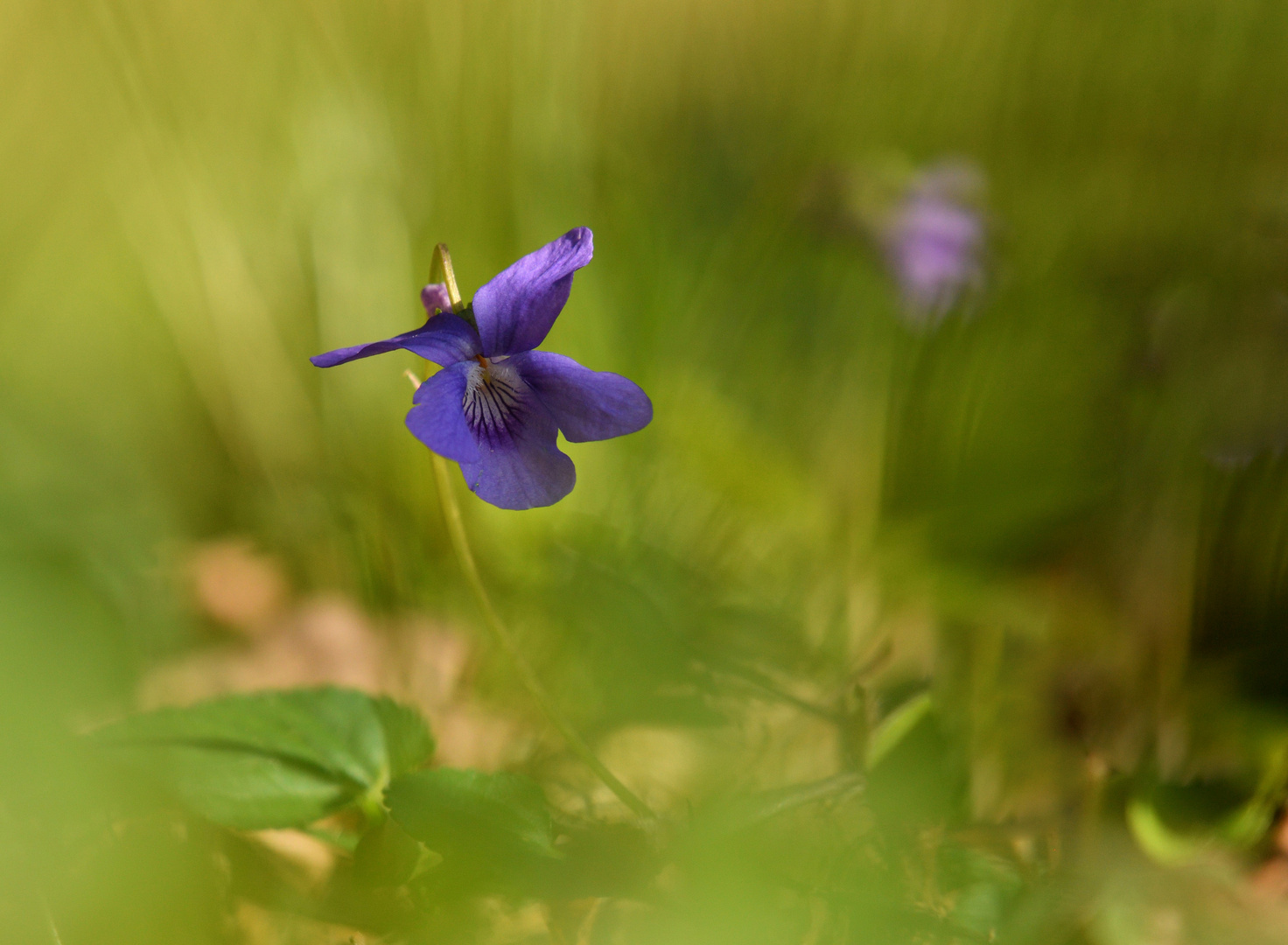 Noch´n Blümchen