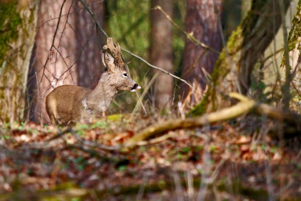 "Noch'n Bock geschossen"