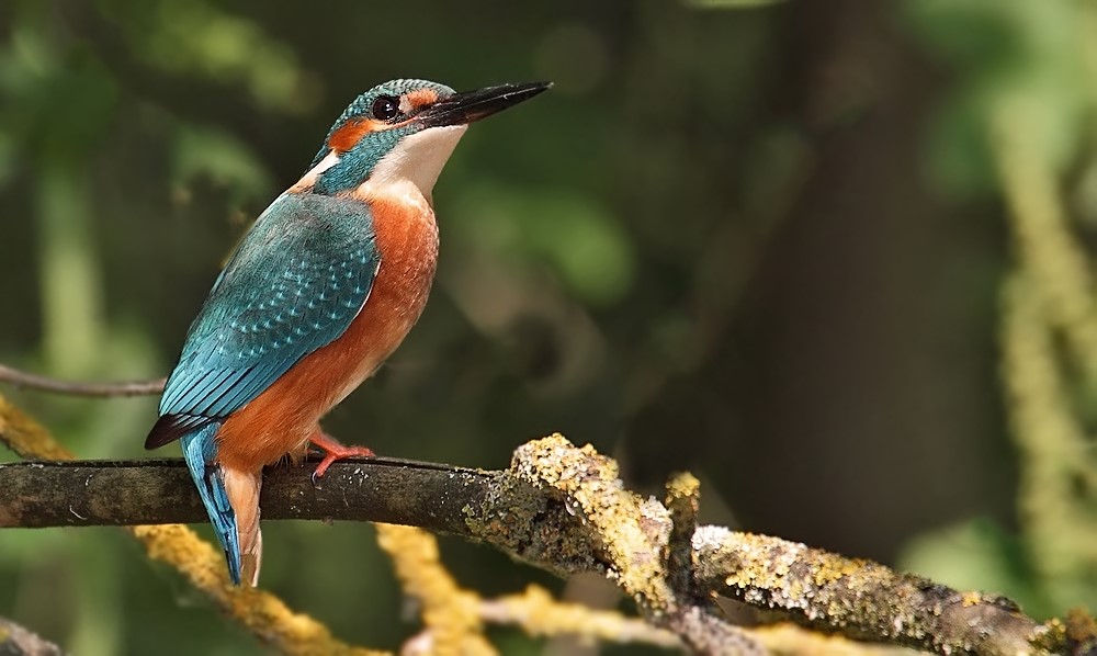 "Noch'n Eisvogel Bild"