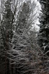 noch´n frischer Schneebaum