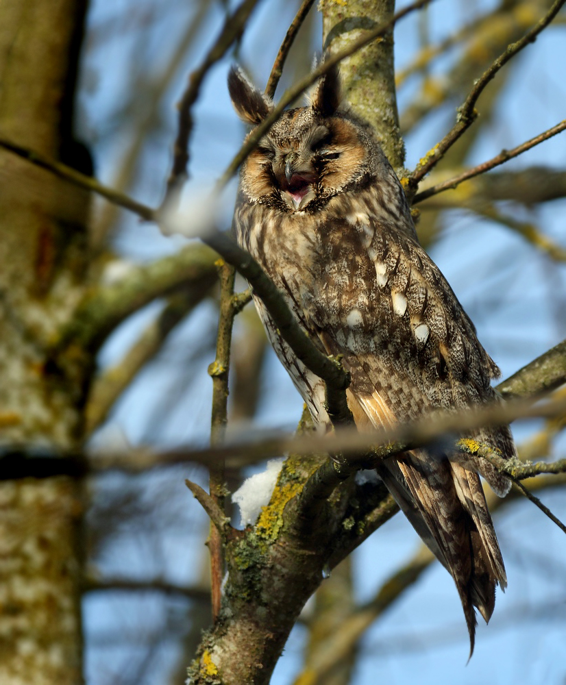 "NOCH'N  GEDICHT" -  Waldohreule