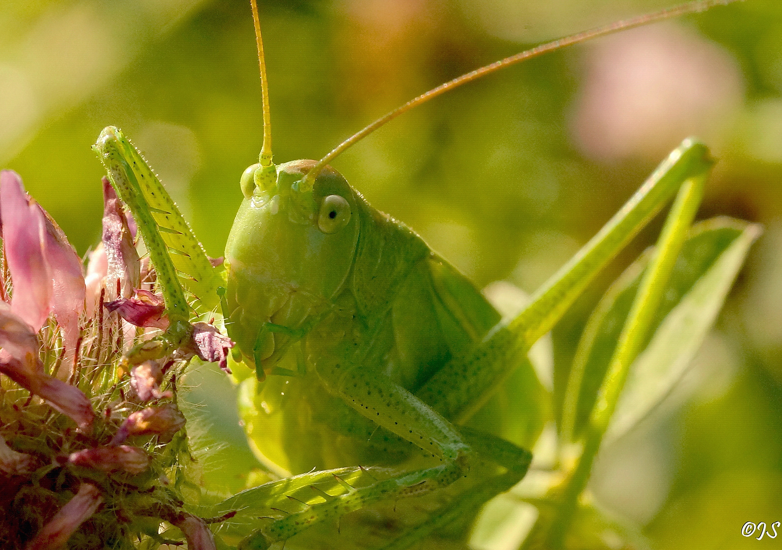 NOCH`N GRASHOPPER