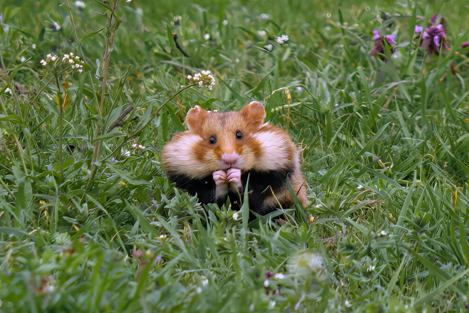 Noch'n Hamster