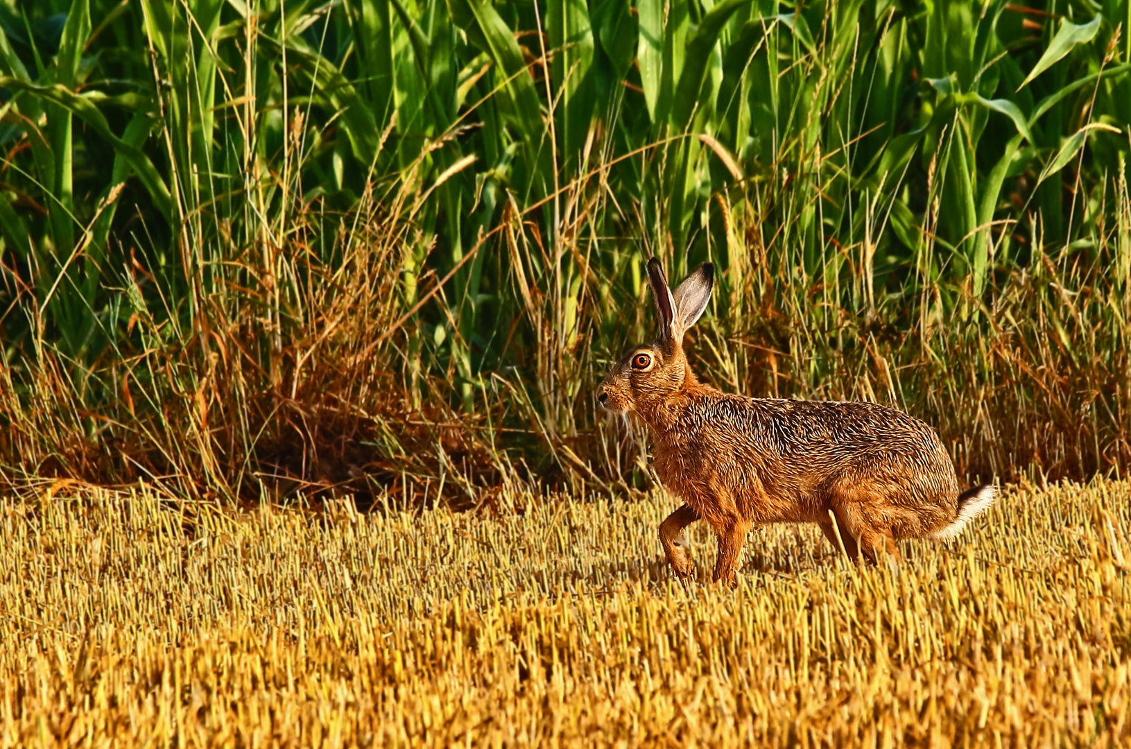 "Noch'n Hase" - ODER "Wenn's nur ein Feldhase wird"