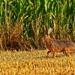 "Noch'n Hase" - ODER "Wenn's nur ein Feldhase wird"