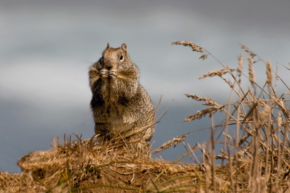 Noch´n Hörnchen