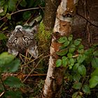 noch`n kleiner Luchs am chillen