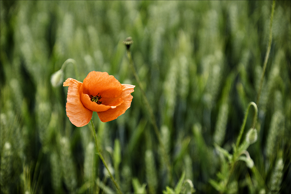 Noch´n Mohn