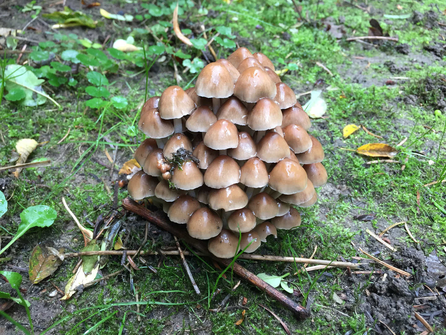 Noch´n Pilz