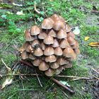 Noch´n Pilz