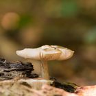 Noch´n Pilz 