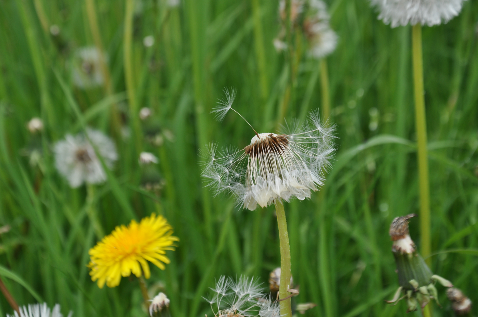 Noch'n Pusteblumenfoto