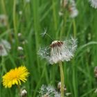 Noch'n Pusteblumenfoto