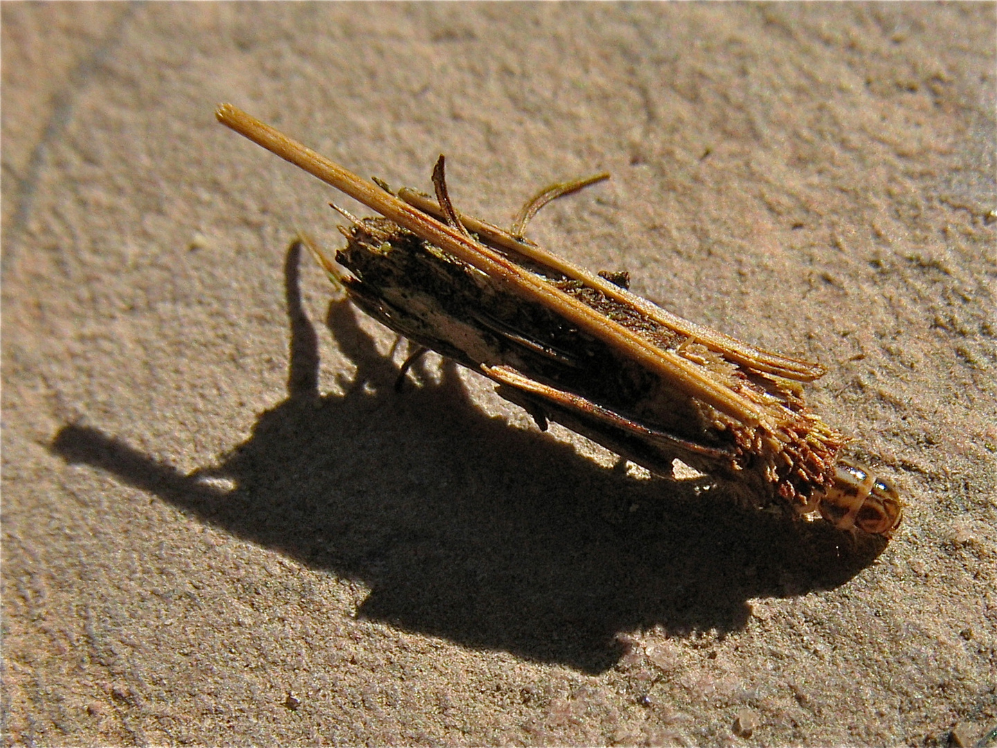 Noch N Ratsel Was Wandert Dort Bei Uns Im Garten Rum 26 3