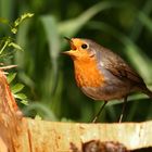 "Noch'n Rotkehlchen", ein Jungvogel