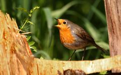 "Noch'n Rotkehlchen", ein Jungvogel