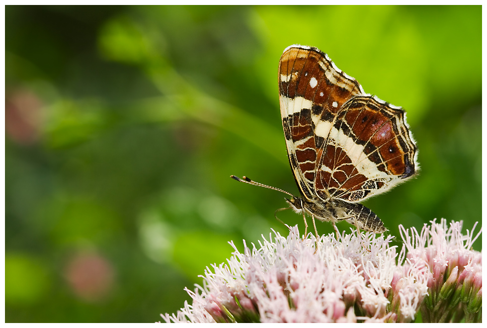 ...noch´n Schmetterflatter